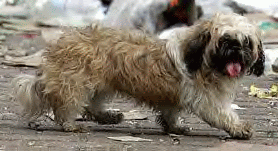 Fancy2.gif image by AcmeSearch