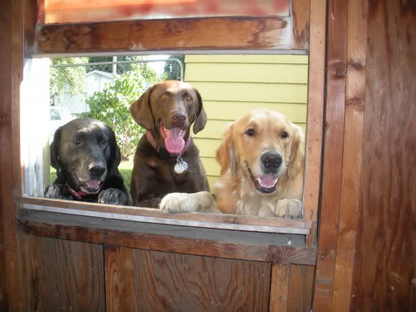 chocolate lab golden retriever mix puppies. that#39;s Cody - my Golden