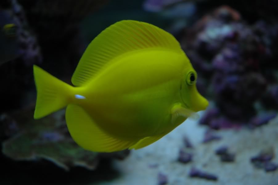 yellowtang1.jpg