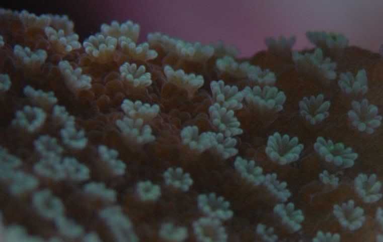 Montigreenpolyps.jpg