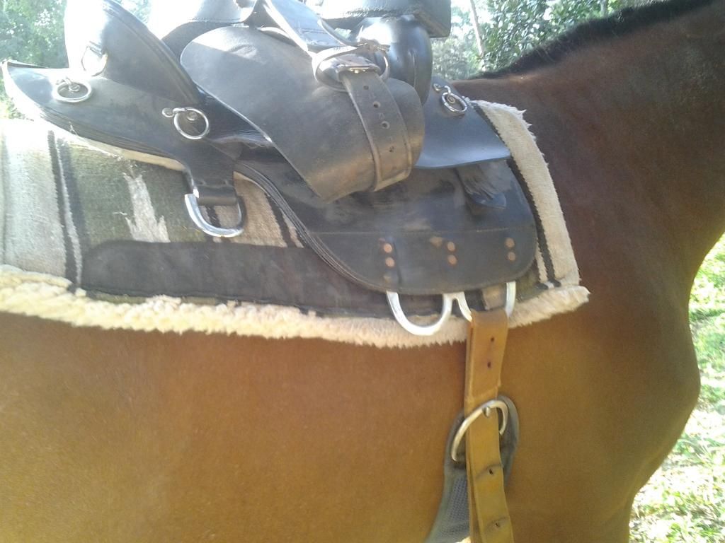 Double DRings. How to cinch? Page 2 The Horse Forum