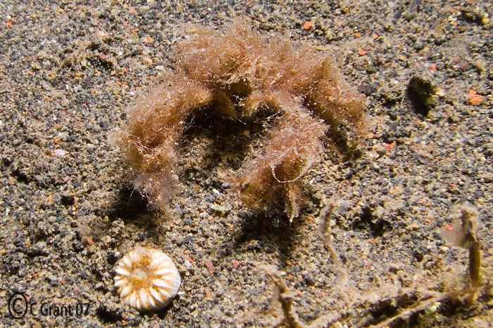 Crab_fuzzy_muck_noID3.jpg