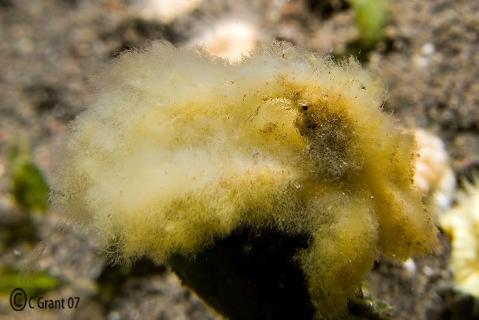 Crab_fuzzy_muck_noID_1.jpg