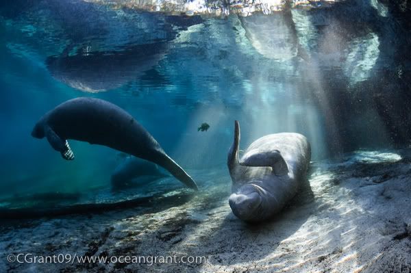 Manatee_Light_Fav_1.jpg