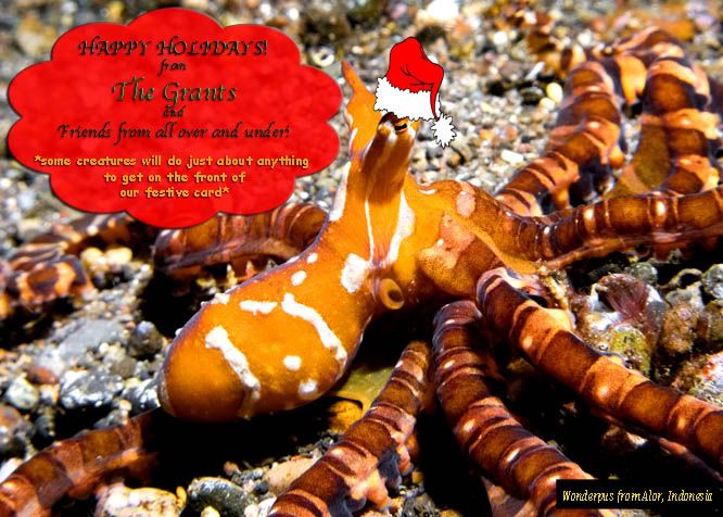 WonderpusXmascopy.jpg