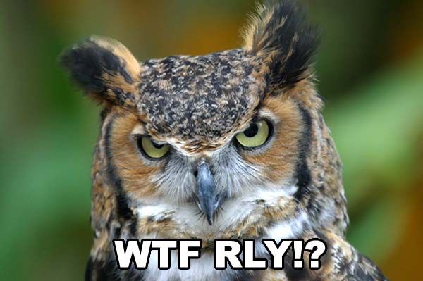 owl_wtfrly.jpg