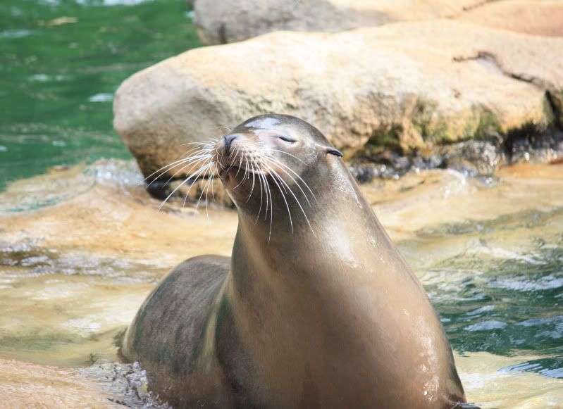 IMAGE: http://i24.photobucket.com/albums/c19/rcdriftdude/IMG_0117.jpg