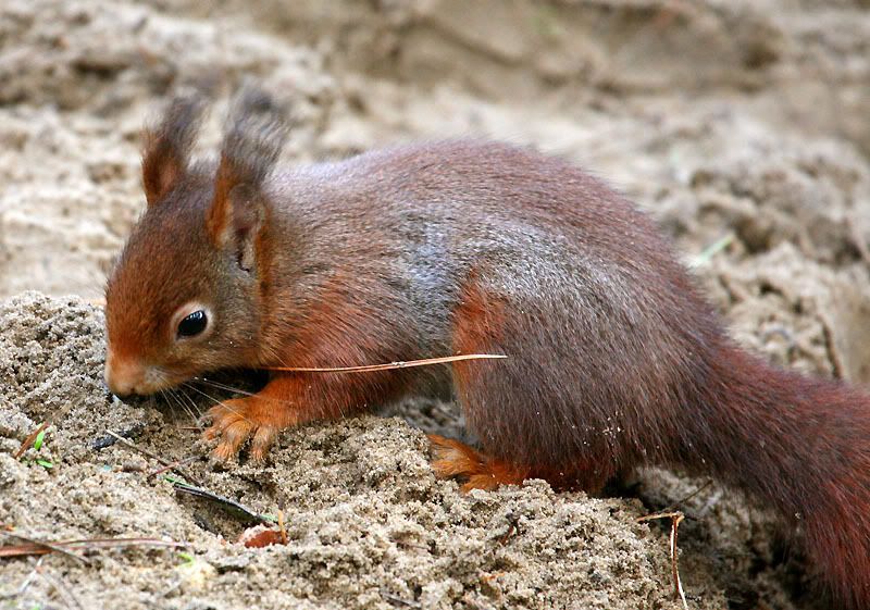 IMAGE: http://i24.photobucket.com/albums/c19/sandpiperphotos/0742.jpg