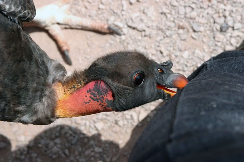 IMAGE: http://i24.photobucket.com/albums/c19/sandpiperphotos/0747.jpg