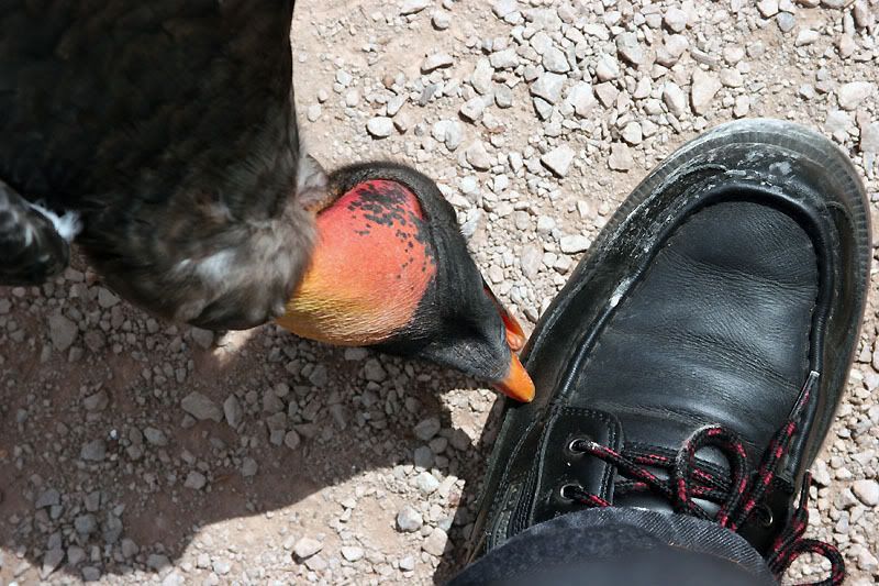 IMAGE: http://i24.photobucket.com/albums/c19/sandpiperphotos/0756.jpg