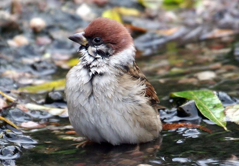 IMAGE: http://i24.photobucket.com/albums/c19/sandpiperphotos/1596.jpg