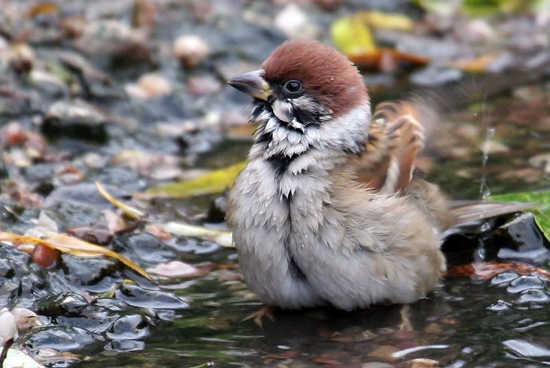 IMAGE: http://i24.photobucket.com/albums/c19/sandpiperphotos/1601.jpg