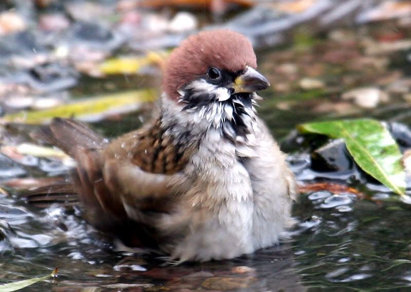 IMAGE: http://i24.photobucket.com/albums/c19/sandpiperphotos/1615.jpg