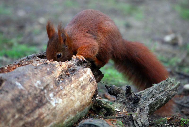 IMAGE: http://i24.photobucket.com/albums/c19/sandpiperphotos/1728.jpg