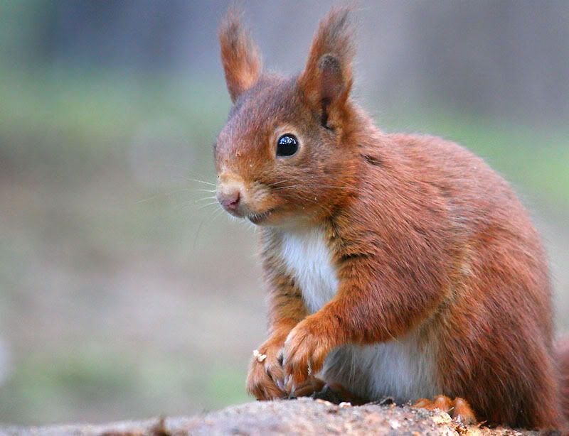 IMAGE: http://i24.photobucket.com/albums/c19/sandpiperphotos/1750.jpg