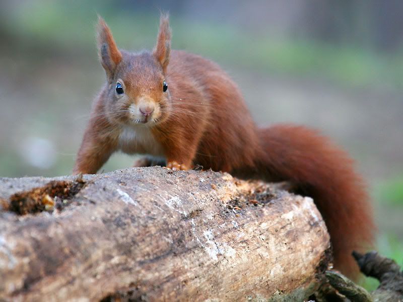 IMAGE: http://i24.photobucket.com/albums/c19/sandpiperphotos/1782.jpg