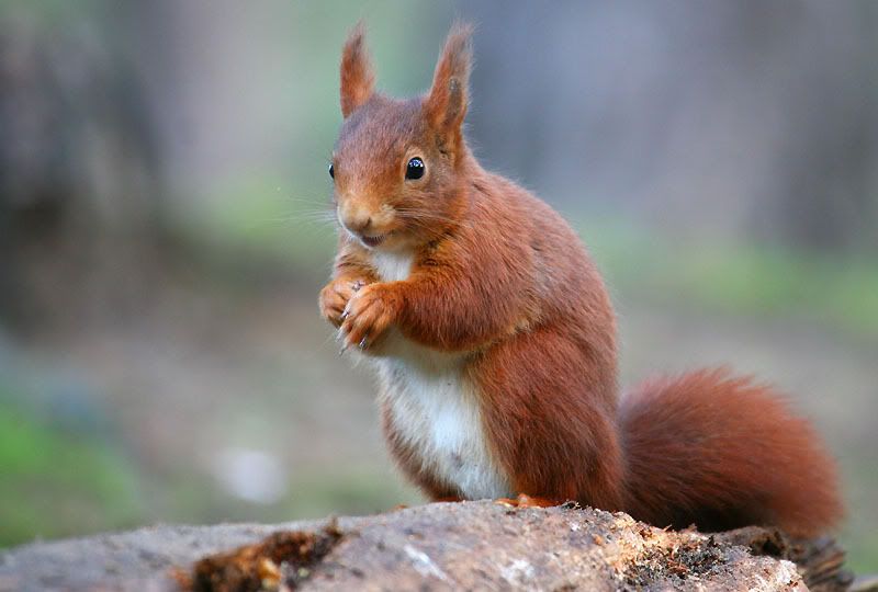 IMAGE: http://i24.photobucket.com/albums/c19/sandpiperphotos/1791.jpg