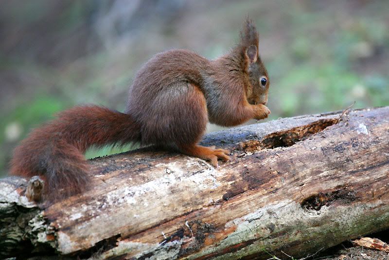 IMAGE: http://i24.photobucket.com/albums/c19/sandpiperphotos/1856.jpg