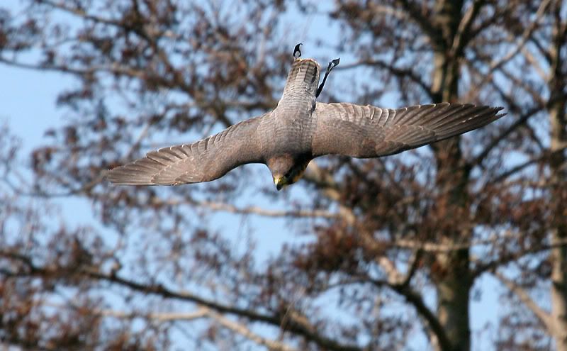 IMAGE: http://i24.photobucket.com/albums/c19/sandpiperphotos/4354.jpg