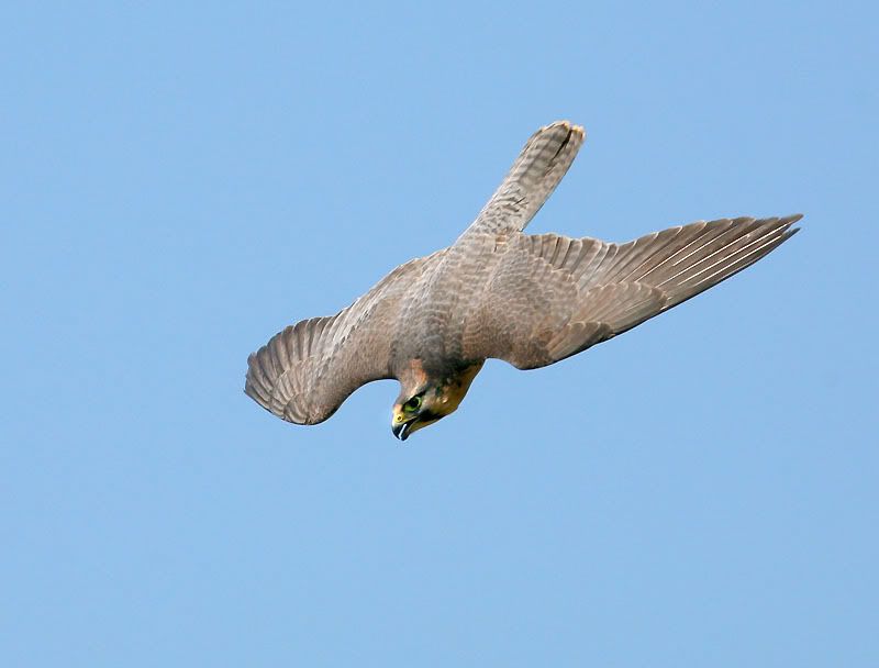 IMAGE: http://i24.photobucket.com/albums/c19/sandpiperphotos/4361nojesses.jpg