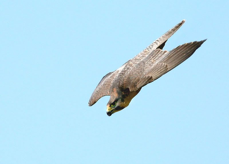 IMAGE: http://i24.photobucket.com/albums/c19/sandpiperphotos/4362nojesses.jpg