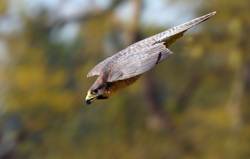 IMAGE: http://i24.photobucket.com/albums/c19/sandpiperphotos/4363nojesses.jpg