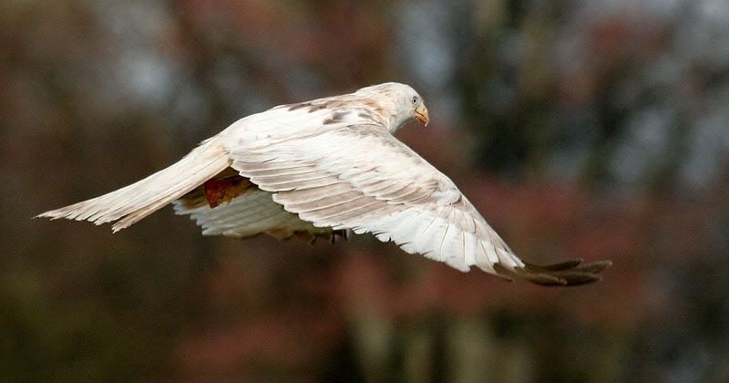 IMAGE: http://i24.photobucket.com/albums/c19/sandpiperphotos/5726.jpg