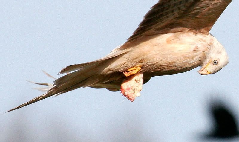 IMAGE: http://i24.photobucket.com/albums/c19/sandpiperphotos/5730crop.jpg