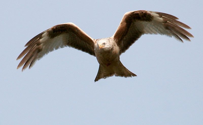 IMAGE: http://i24.photobucket.com/albums/c19/sandpiperphotos/5757.jpg