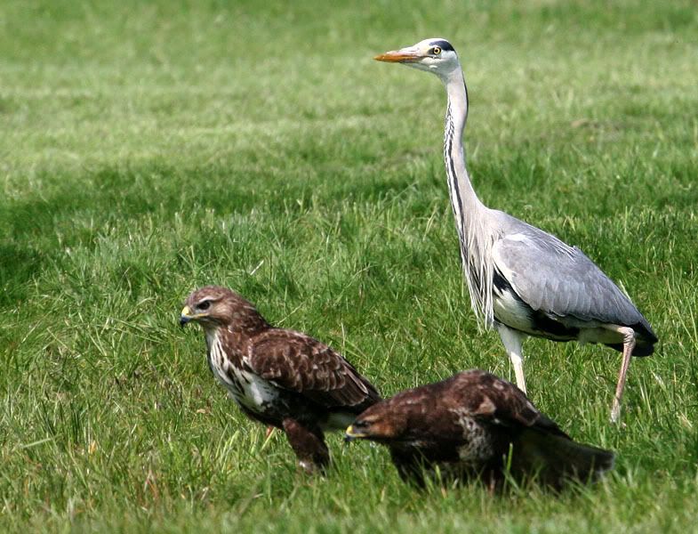 IMAGE: http://i24.photobucket.com/albums/c19/sandpiperphotos/7092.jpg