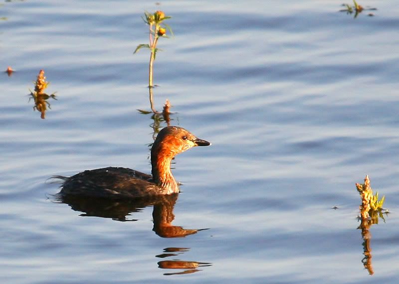 IMAGE: http://i24.photobucket.com/albums/c19/sandpiperphotos/8954.jpg