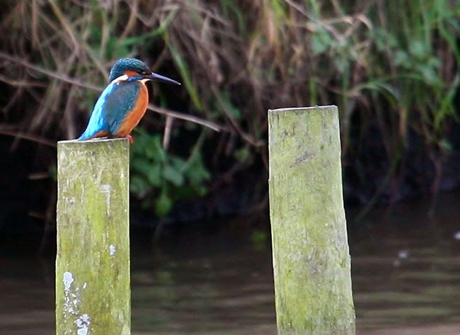 IMAGE: http://i24.photobucket.com/albums/c19/sandpiperphotos/9408.jpg