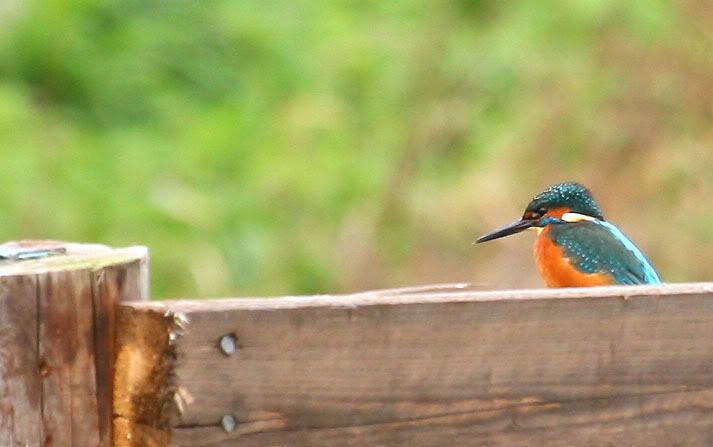 IMAGE: http://i24.photobucket.com/albums/c19/sandpiperphotos/9434.jpg