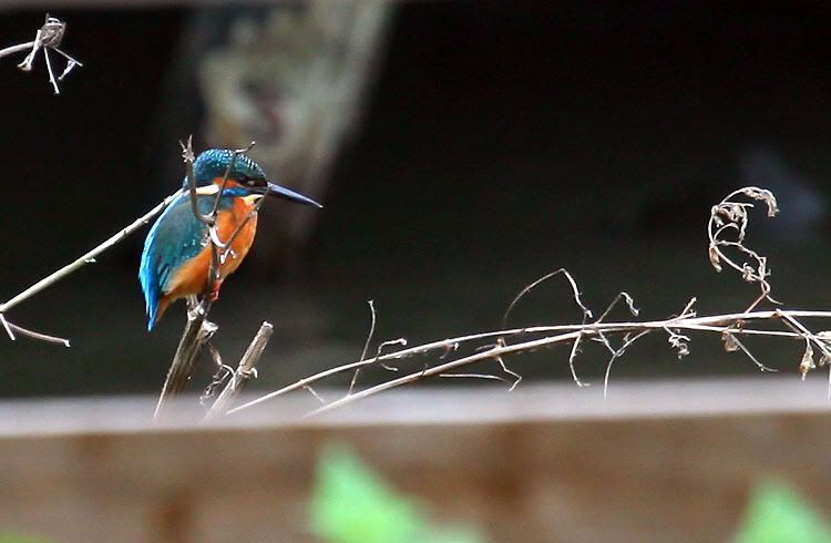 IMAGE: http://i24.photobucket.com/albums/c19/sandpiperphotos/9449.jpg