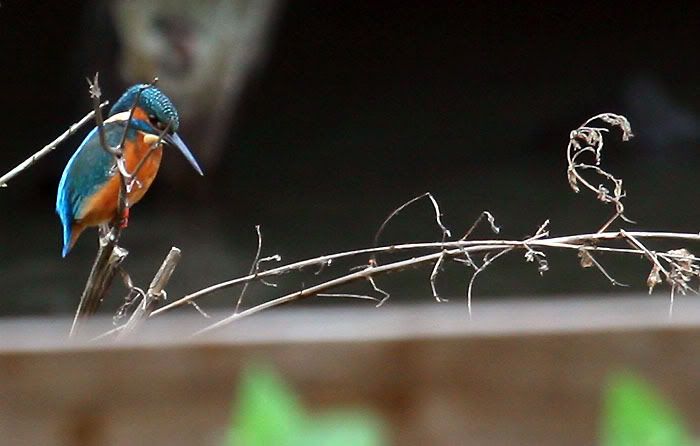 IMAGE: http://i24.photobucket.com/albums/c19/sandpiperphotos/9456.jpg