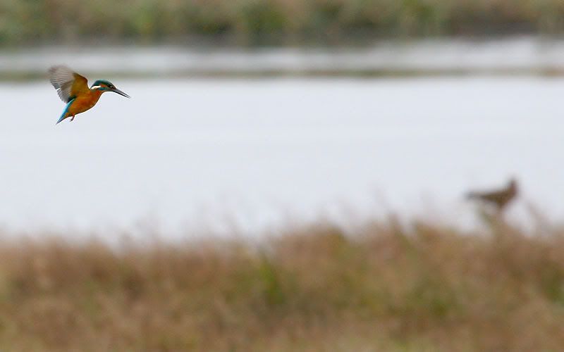 IMAGE: http://i24.photobucket.com/albums/c19/sandpiperphotos/9506.jpg