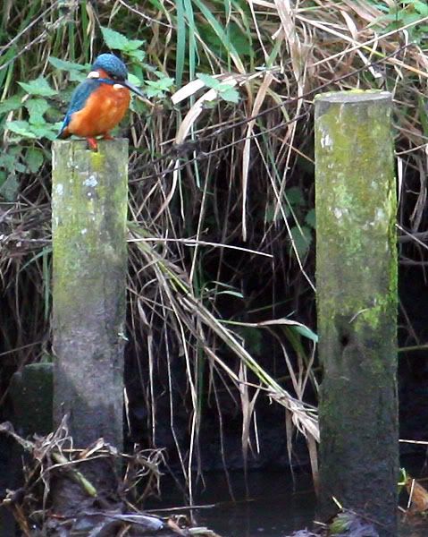 IMAGE: http://i24.photobucket.com/albums/c19/sandpiperphotos/9530.jpg