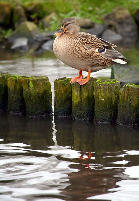 IMAGE: http://i24.photobucket.com/albums/c19/sandpiperphotos/9594.jpg