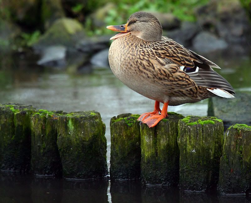 IMAGE: http://i24.photobucket.com/albums/c19/sandpiperphotos/9601.jpg