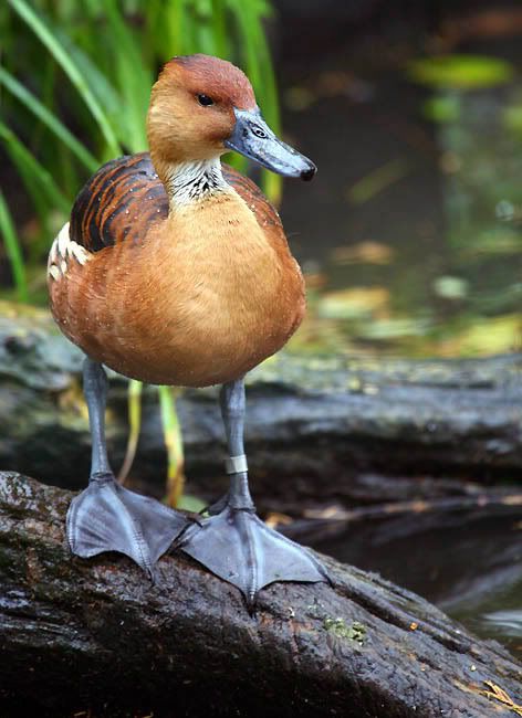 IMAGE: http://i24.photobucket.com/albums/c19/sandpiperphotos/9629.jpg