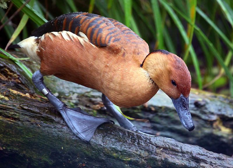 IMAGE: http://i24.photobucket.com/albums/c19/sandpiperphotos/9633.jpg