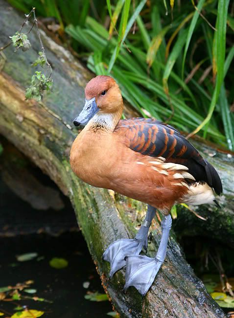 IMAGE: http://i24.photobucket.com/albums/c19/sandpiperphotos/9651.jpg