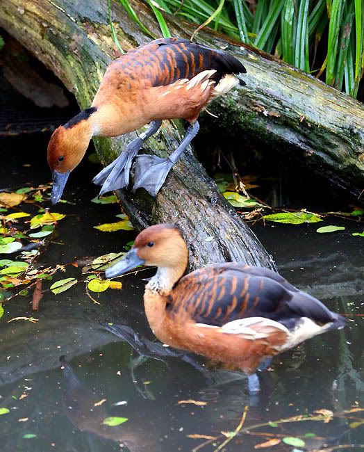 IMAGE: http://i24.photobucket.com/albums/c19/sandpiperphotos/9653.jpg