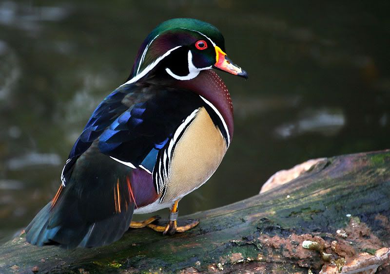 IMAGE: http://i24.photobucket.com/albums/c19/sandpiperphotos/9715.jpg