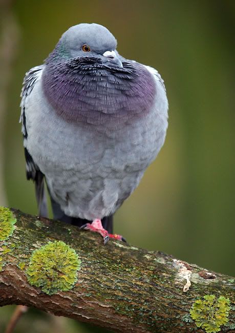 IMAGE: http://i24.photobucket.com/albums/c19/sandpiperphotos/9728.jpg