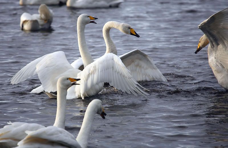 IMAGE: http://i24.photobucket.com/albums/c19/sandpiperphotos/9912.jpg