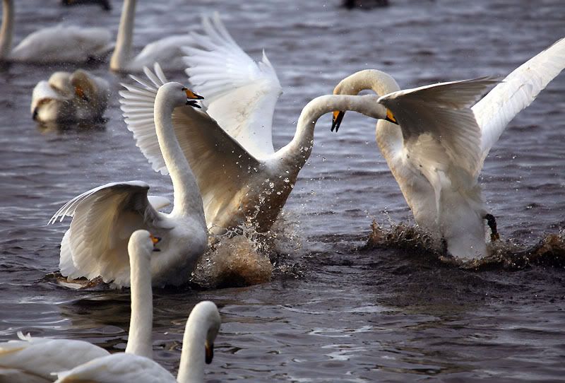 IMAGE: http://i24.photobucket.com/albums/c19/sandpiperphotos/9913.jpg