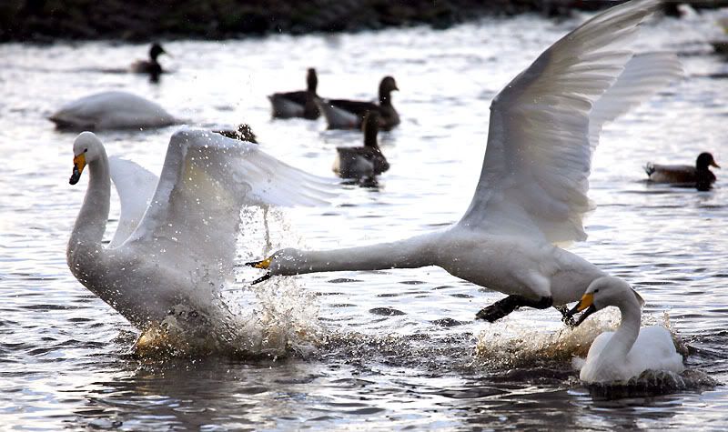 IMAGE: http://i24.photobucket.com/albums/c19/sandpiperphotos/9970.jpg