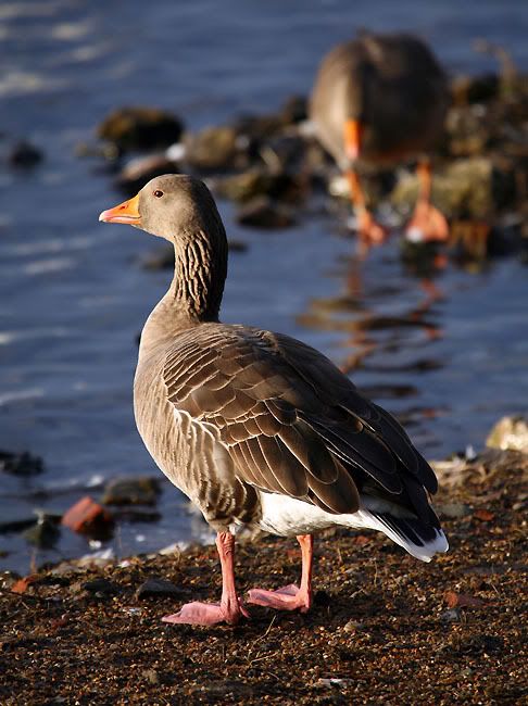 IMAGE: http://i24.photobucket.com/albums/c19/sandpiperphotos/9981.jpg