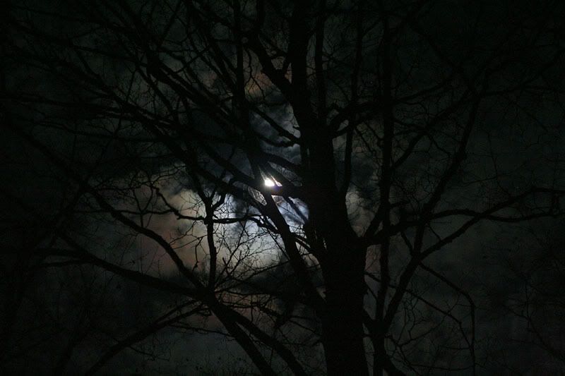 IMAGE: http://i24.photobucket.com/albums/c19/sandpiperphotos/IMG_3962av2.jpg